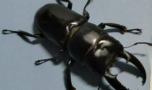 饲养甲虫让我沉醉