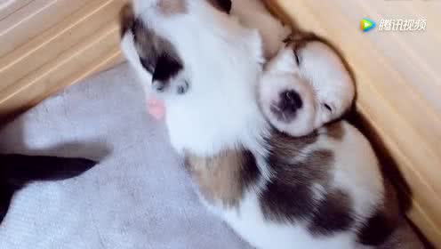 幼犬耶