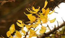 秋风中的银杏叶