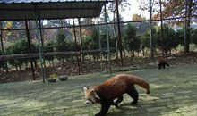 第一次亲近野生动物