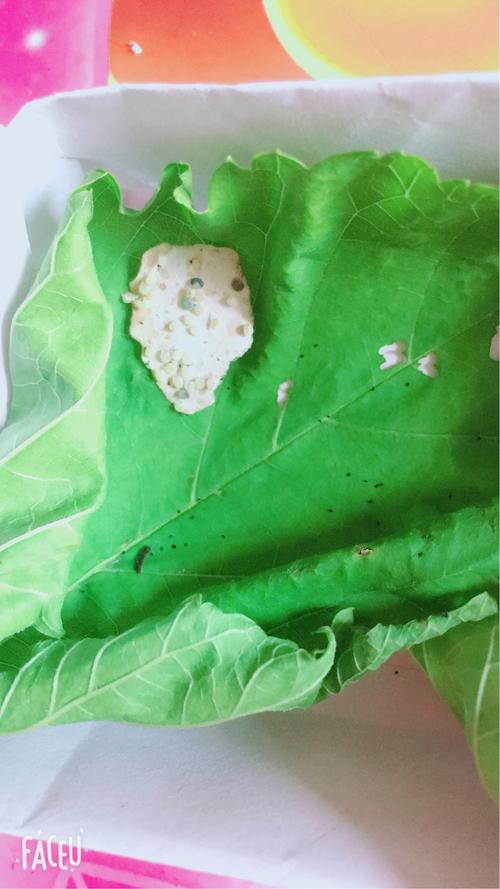 蚕桑的趣闻