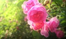 平凡生活中的美好