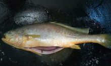 假如我是一条小黄鱼