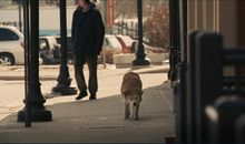 《忠犬八公的故事》观后感