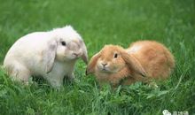 我与动物的情感