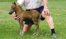 人与动物的故事