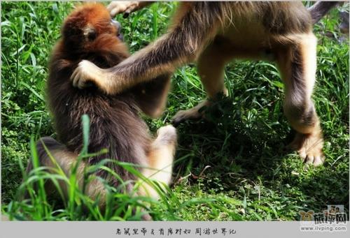 我与国宝的亲密接触