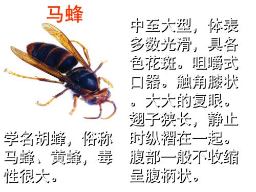 童年的乐趣戳穿了大黄蜂的巢