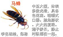 童年趣事捅马蜂窝