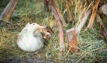 不愿意受苦的鸭子