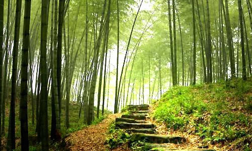 校园里的小竹林