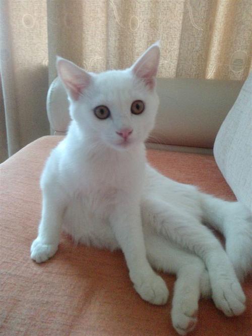 邻居的猫