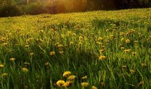 心有暖阳，梦中洒光