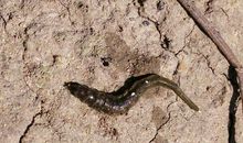 一条小河是怎样干涸的