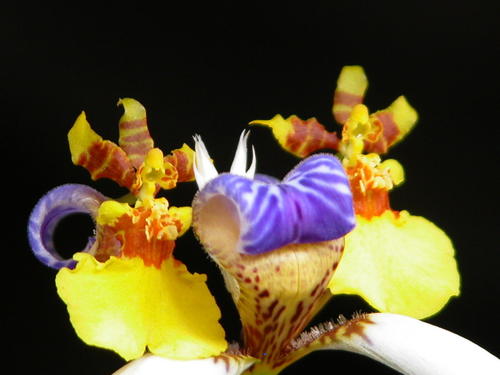 花之舞