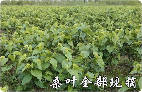 摘桑叶