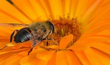 蜜蜂辛勤劳动借物喻人