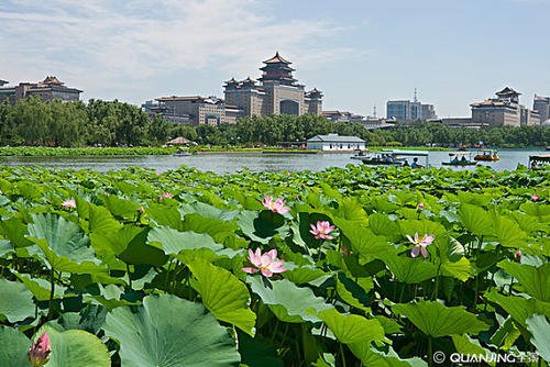 荷花池公园