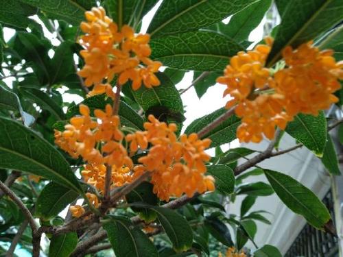桂花树在门口