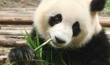 介绍国宝大熊猫