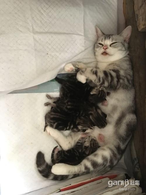 我的小肥猫