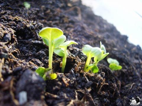 种植第一粒种子