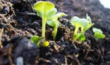 撒下第一颗种子