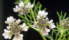 香菜开花读后感