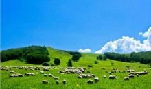 美丽的塞罕坝草原