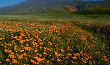 盼望那年春暖花开