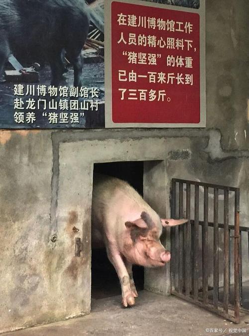难忘的小狗