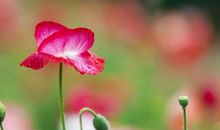 微笑是最美的花