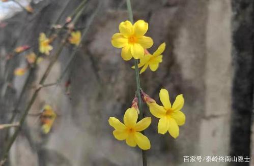 我爱冬季茉莉花