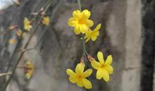 我爱迎春花