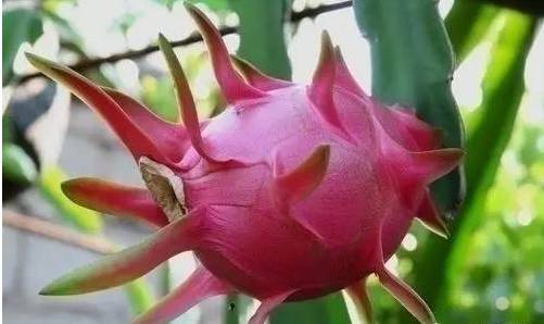 红火龙果