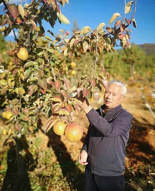 来之不易的芒果