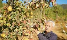 来之不易的芒果