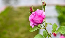 一张鲜艳的照片