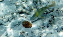 我希望我是一条鱼