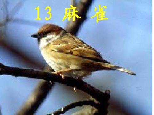 阅读后的麻雀