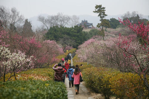 梅花山春季游