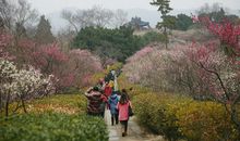 春游梅花山