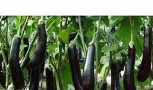 我的植物朋友——茄子