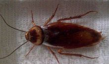 一只蟑螂的自述