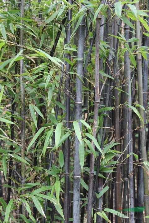 紫竹