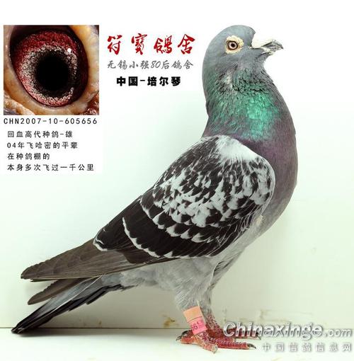 我祖父的鸡舍