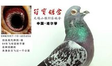 我和外公的鸡圈