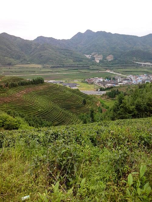 第一次采茶