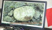 今年春天我很彷徨