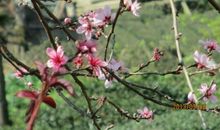 你的淡泊，让我记住了你